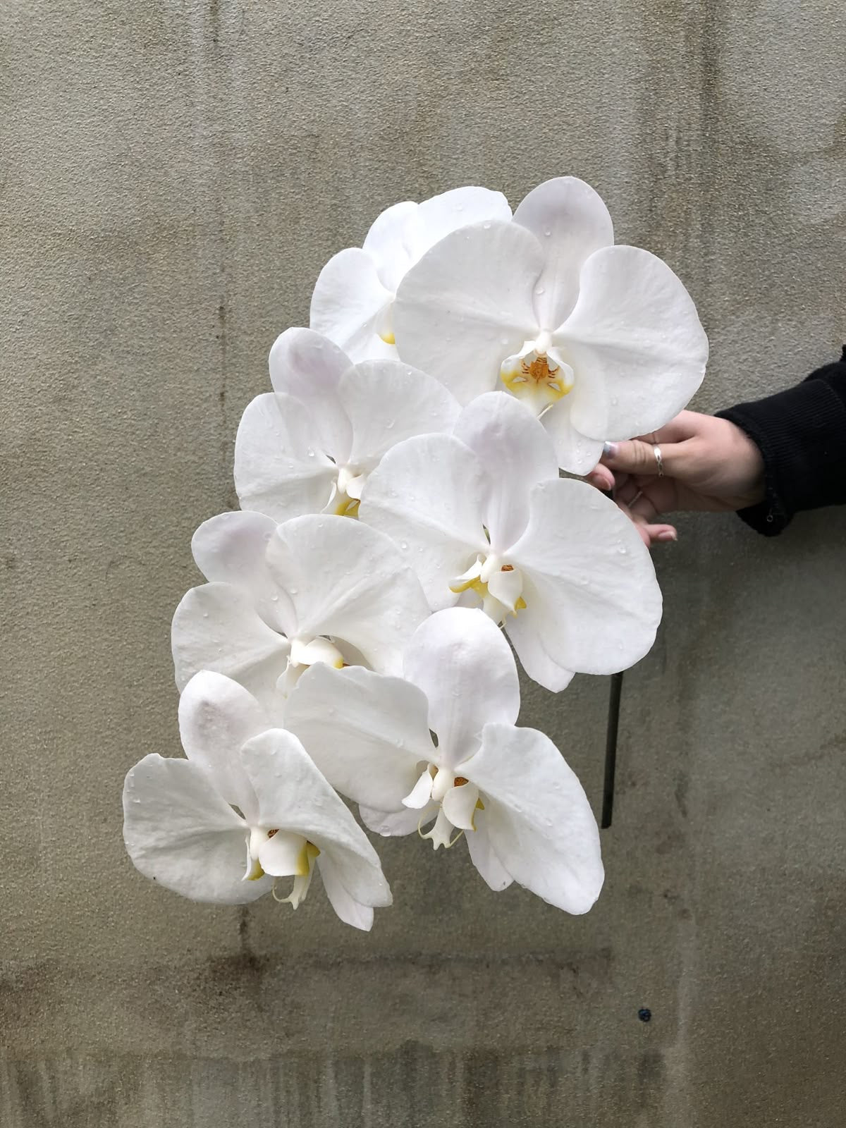 Mother's Day -  Pre Order